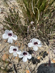 Pelargonium tricolor