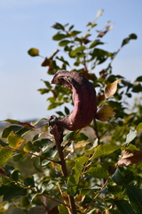 Baizongia pistaciae