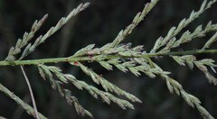 Leptochloa panicoides