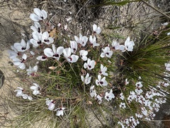 Pelargonium tricolor