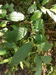 Maesa perlaria formosana