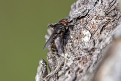 Oestroidea