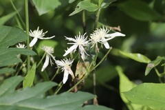 Clematis glycinoides