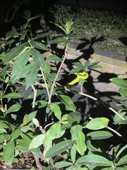 Trimeresurus albolabris