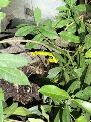 Trimeresurus albolabris