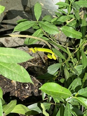 Trimeresurus albolabris