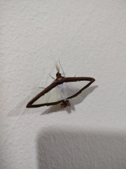 Diaphania