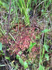 Drosera rotundifolia