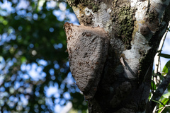 Synoeca virginea