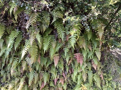 Cranfillia deltoides