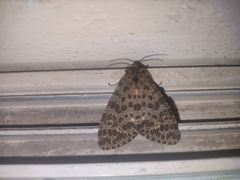 Olepa ricini