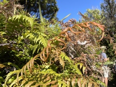 Cranfillia deltoides