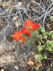 Castilleja latifolia