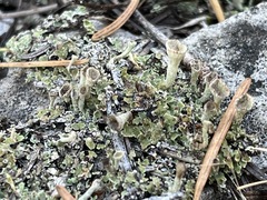Cladonia verticillata