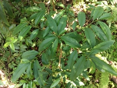 Ardisia virens