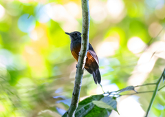 Thamnomanes schistogynus