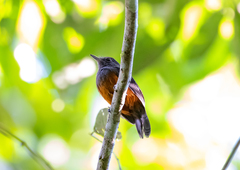 Thamnomanes schistogynus