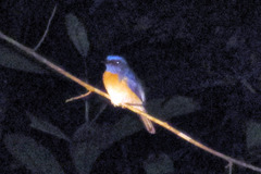 Cyornis turcosus