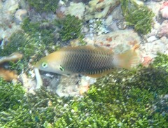 Halichoeres podostigma