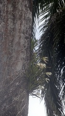 Brassavola nodosa
