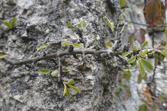 Rhamnus saxatilis