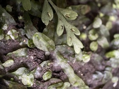 Asplenium cimmeriorum