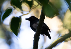 Myrmoborus melanurus