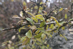 Rhamnus saxatilis