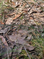 Caladenia transitoria