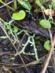 Selaginella apoda