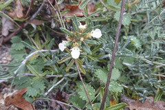Teucrium montanum