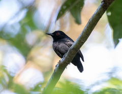 Myrmoborus melanurus