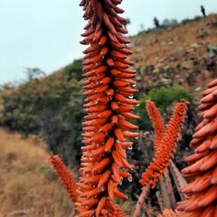 Aloe marlothii