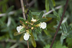 Teucrium montanum