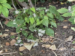 Eurybia divaricata
