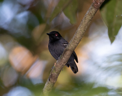 Myrmoborus melanurus