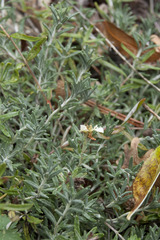 Teucrium montanum