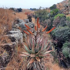 Aloe marlothii