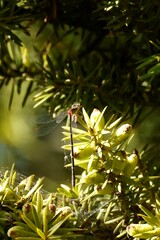 Xanthocnemis zealandica