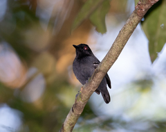 Myrmoborus melanurus
