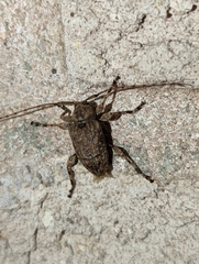 Leptostylopsis terraecolor