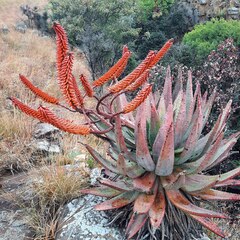 Aloe marlothii