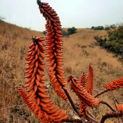 Aloe marlothii