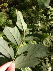 Glochidion acuminatum