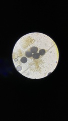 Fischerula subcaulis