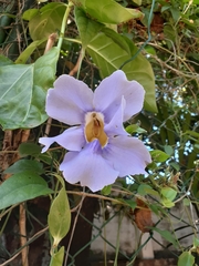 Thunbergia