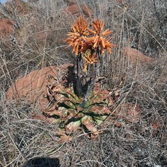 Aloe longibracteata