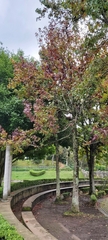 Liquidambar styraciflua