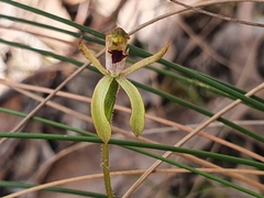 Caladenia transitoria