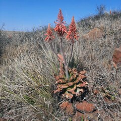 Aloe longibracteata
